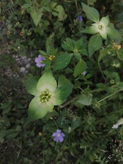 Euphorbia schiedeana