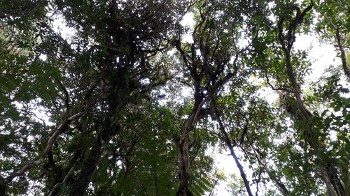 Callaeas wilsoni