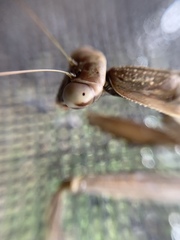 Mantidae