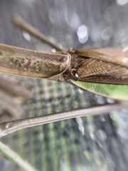 Mantidae