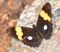 Adelpha leucophthalma