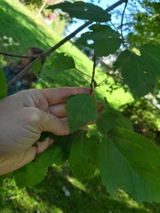 Acer tataricum