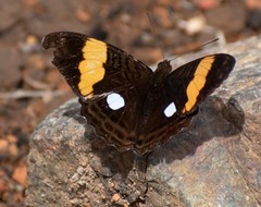 Adelpha leucophthalma