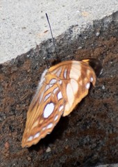 Adelpha leucophthalma