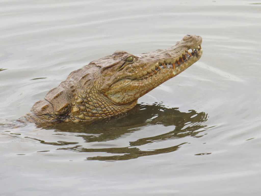 Cocodrilo del Desierto (Crocodylus suchus) · iNaturalist Ecuador