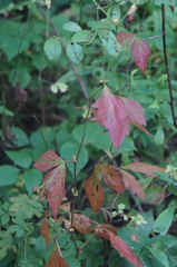 Geum canadense camporum
