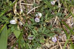 Astragalus lemmonii