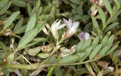 Astragalus lemmonii