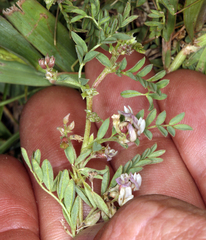 Astragalus lemmonii