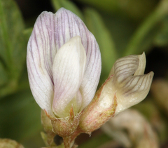 Astragalus lemmonii