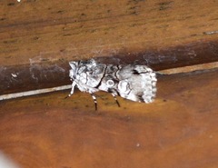 Sympistis chionanthi