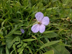Erodium gruinum