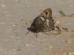 Hipparchia cypriensis