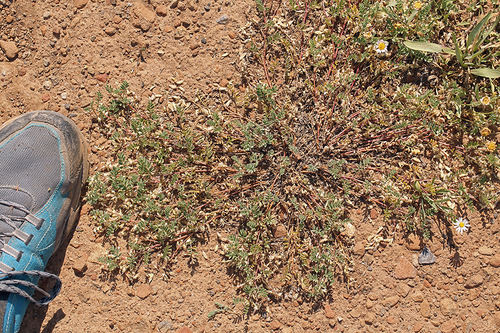 lens-pod milkvetch (Astragalus lentiformis)