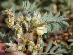 Astragalus lentiformis