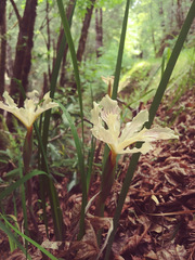 Iris purdyi