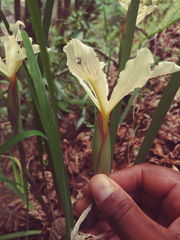Iris purdyi