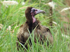 Necrosyrtes monachus