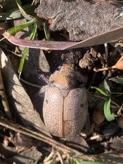 Anoplognathus velutinus