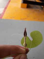 Aristolochia orbicularis