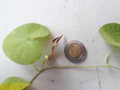 Aristolochia orbicularis