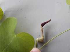 Aristolochia orbicularis