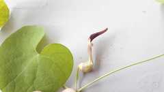 Aristolochia orbicularis