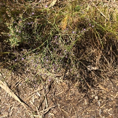 Limonium carolinianum