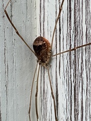 Leiobunum blackwalli