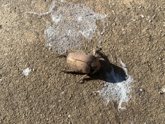 Anoplognathus velutinus