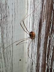 Leiobunum blackwalli