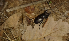 Lucanus tetraodon