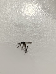 Culex pipiens