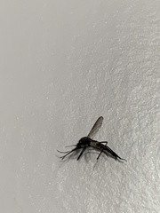 Culex pipiens