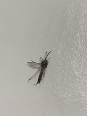 Culex pipiens