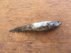 Gobiomorphus australis