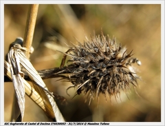 Trifolium latinum