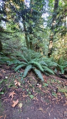 Polystichum munitum
