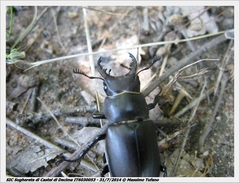 Lucanus tetraodon