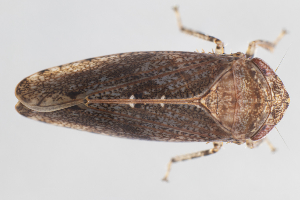 Paraphlepsius bifidus
