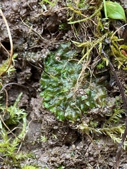 Phaeoceros carolinianus