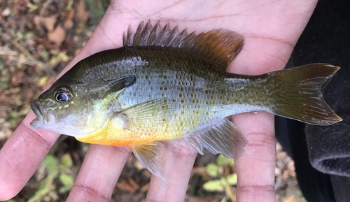 Redbreast Sunfish