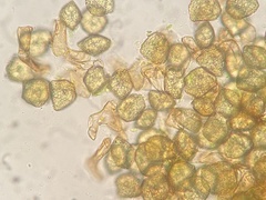 Phaeoceros carolinianus