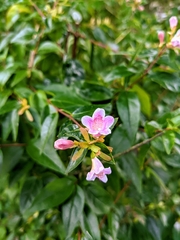 Abelia macrotera parvifolia