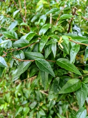 Abelia macrotera parvifolia