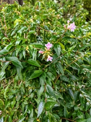 Abelia macrotera parvifolia