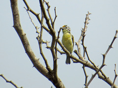 Pogoniulus chrysoconus