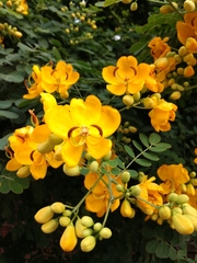 Senna pendula