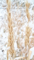 Elymus curvatus