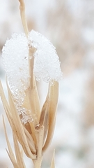 Elymus curvatus